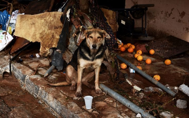 Τα αδέσποτα ζώα της δυτικής Αττικής εκπέμπουν SOS