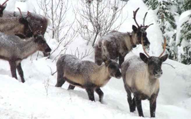 s caribou large300.medium