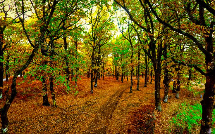 &Phi;&Omicron;&Lambda;&Omicron;&Eta;