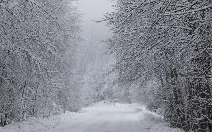 Πανδαισία του λευκού στο Βέρμιο
