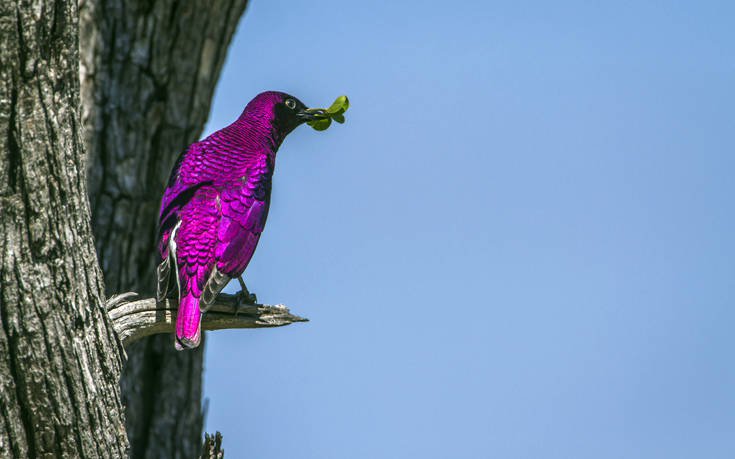 &Epsilon;&theta;&nu;&iota;&kappa;ό &Pi;ά&rho;&kappa;&omicron; &Kappa;&rho;&omicron;ύ&gamma;&kappa;&epsilon;&rho; &Nu;ό&tau;&iota;&alpha; &Alpha;&phi;&rho;&iota;&kappa;ή