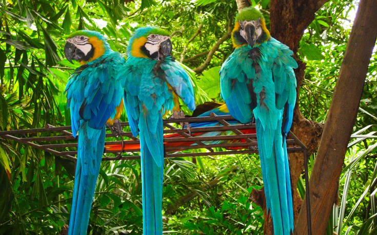 &Kappa;&Alpha;&Rho;&Tau;&Alpha;&Gamma;&Epsilon;&Nu;&Alpha; &Kappa;&Omicron;&Lambda;&Omicron;&Mu;&Beta;&Iota;&Alpha; &Pi;&Alpha;&Pi;&Alpha;&Gamma;&Alpha;&Lambda;&Omicron;&Iota;