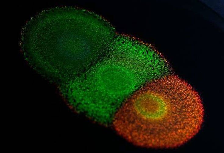 Αντί για μπογιές, στο μέλλον θα βάφουμε με… έγχρωμα βακτήρια