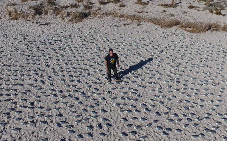 Ξέρετε γιατί τα drones μετρούν χιλιάδες ψεύτικες… πάπιες;