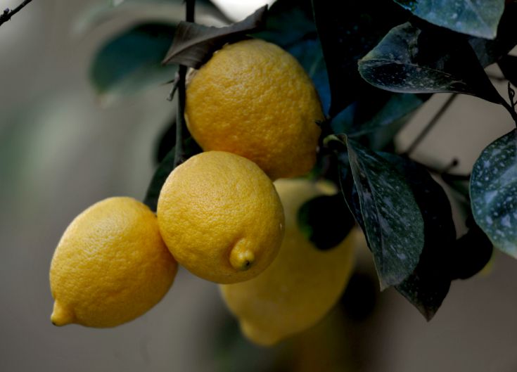 lemonia