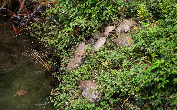 &Lambda;&Iota;&Mu;&Nu;&Eta; &Zeta;&Eta;&Rho;&Omicron;&Upsilon;