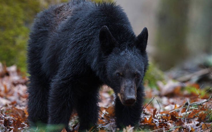 Great Smoky Mountains &Eta;&Pi;&Alpha; &Alpha;&Rho;&Kappa;&Omicron;&Upsilon;&Delta;&Alpha;