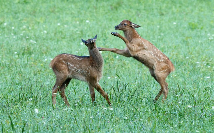 Great Smoky Mountains &Eta;&Pi;&Alpha; &Epsilon;&Lambda;&Alpha;&Phi;&Iota;&Alpha;