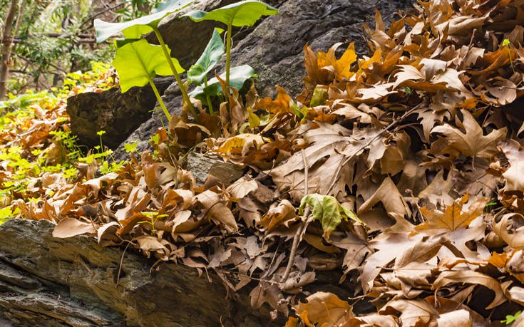 &Phi;&Alpha;&Rho;&Alpha;&Gamma;&Gamma;&Iota; &Rho;&Iota;&Chi;&Tau;&Eta; &Kappa;&Rho;&Eta;&Tau;&Eta;