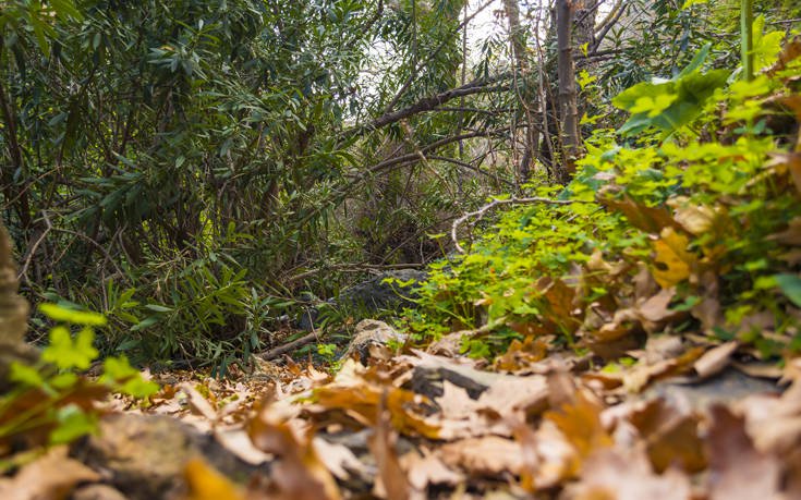 &Phi;&Alpha;&Rho;&Alpha;&Gamma;&Gamma;&Iota; &Rho;&Iota;&Chi;&Tau;&Eta; &Kappa;&Rho;&Eta;&Tau;&Eta;