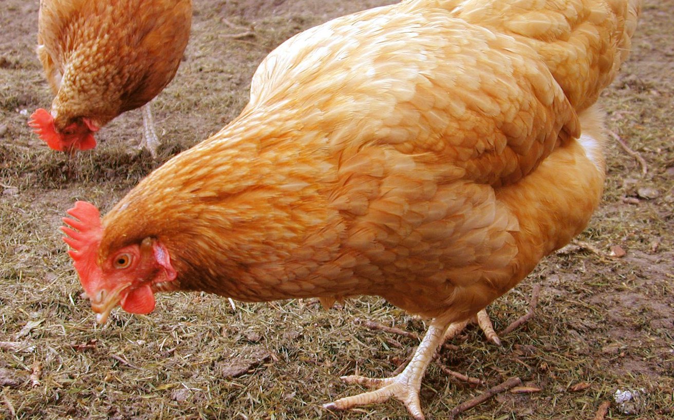 chickenshot.large