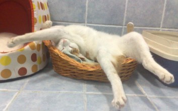 comfy-back