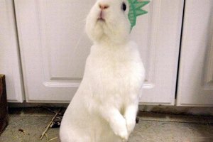 animals4