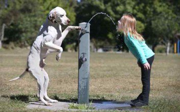 helping animals8 353x221 1