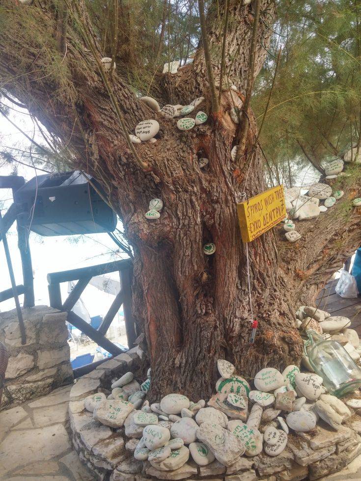 Το «μαγικό» δέντρο των ευχών στους Αντίπαξους
