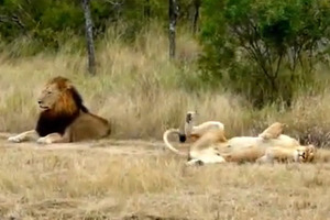 lion.thumbnail