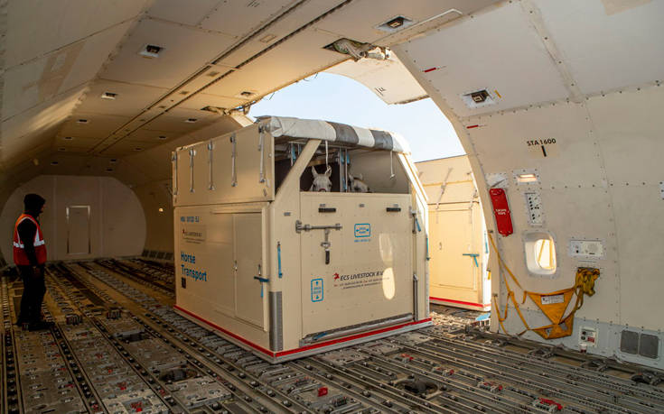 H Emirates SkyCargo μεταφέρει την πρώτη ομάδα αλόγων για τα FEI World Equestrian Games™ του Tryon 2018 12 Emirates SkyCargo horses2 1
