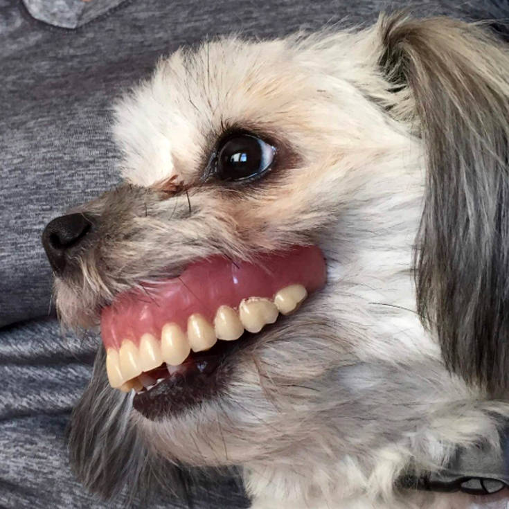 Σκυλίτσα κλέβει τη μασέλα του ιδιοκτήτη, αποκτά το πιο αστείο χαμόγελο που έχετε δει