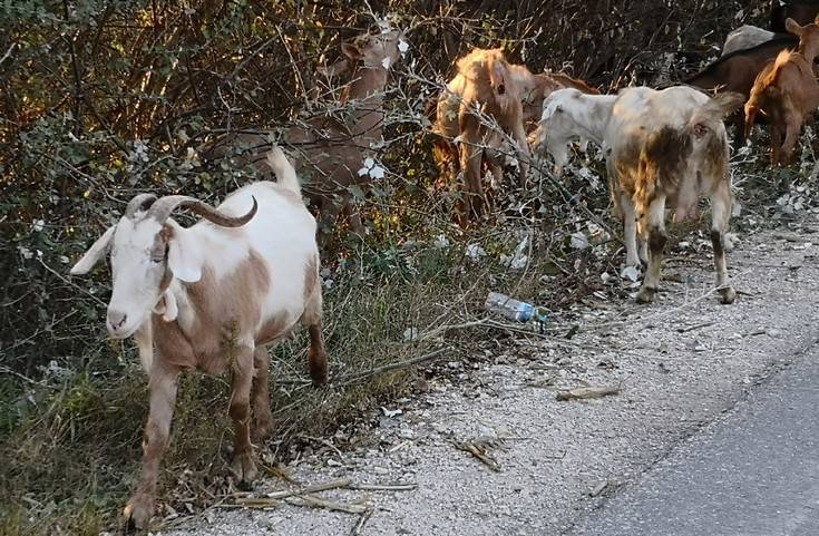 Το ελληνικό γάλα που μπορεί να αποτελέσει σημείο αναφοράς στην Ευρώπη 4 10 10 2018 katsikes