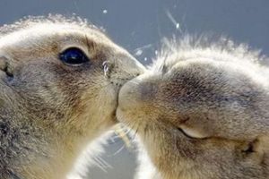 animal laugh35.thumbnail