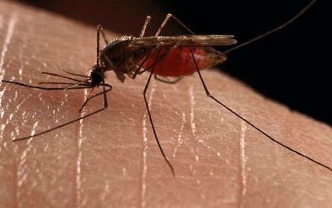 Πρώτο κρούσμα ιού Δυτικού Νείλου στη ΜΕΘ του νοσοκομείου Λαμίας