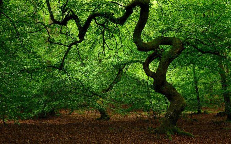 Το μυστηριώδες «Δάσος των Τρολ» στη Σουηδία