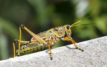 grasshopper 353x221 1