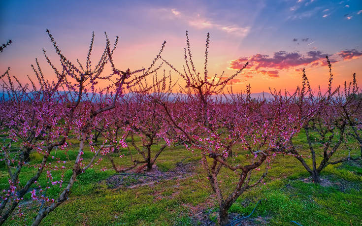 Πανέμορφες ανοιξιάτικες εικόνες στον κάμπο της Ημαθίας 17 4756842 1