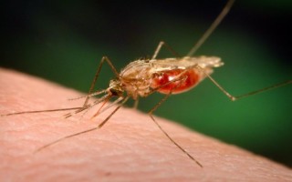 malaria 320x200 1