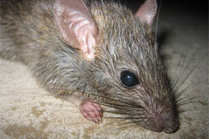 rat.thumbnail