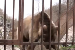 bear.thumbnail