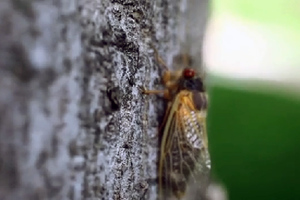 petalouda dendro.thumbnail