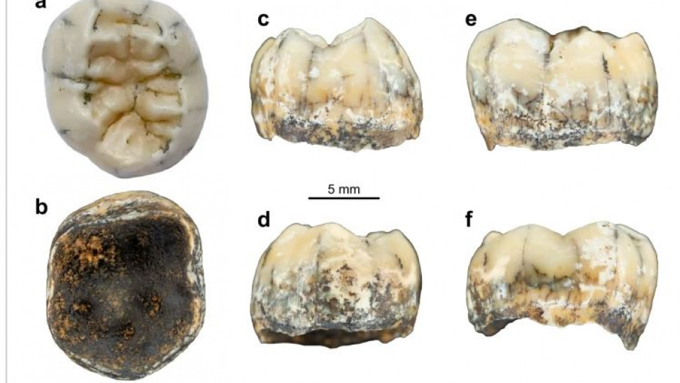 Δοντάκι ηλικίας 130.000 ετών αποδεικνύει ότι οι Ντενίσοβαν είχαν εξαπλωθεί μέχρι το Λάος- Δείτε εικόνες