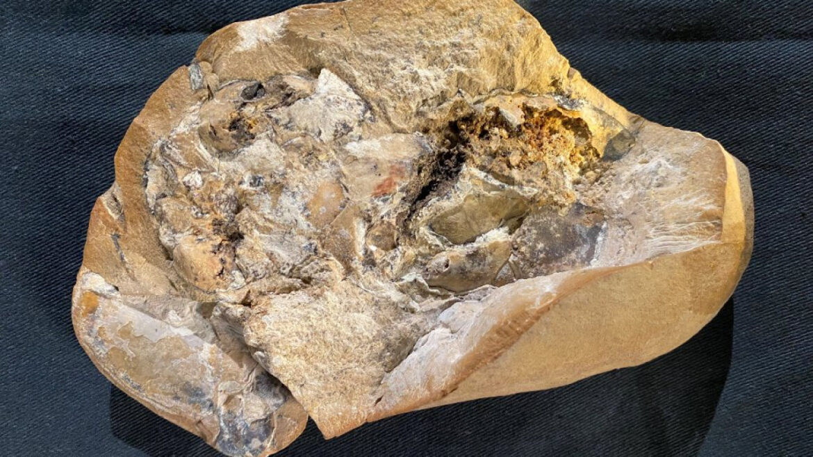 Βρέθηκε απολίθωμα καρδιάς 380 εκατ. ετών μέσα σε αρχαίο ψάρι