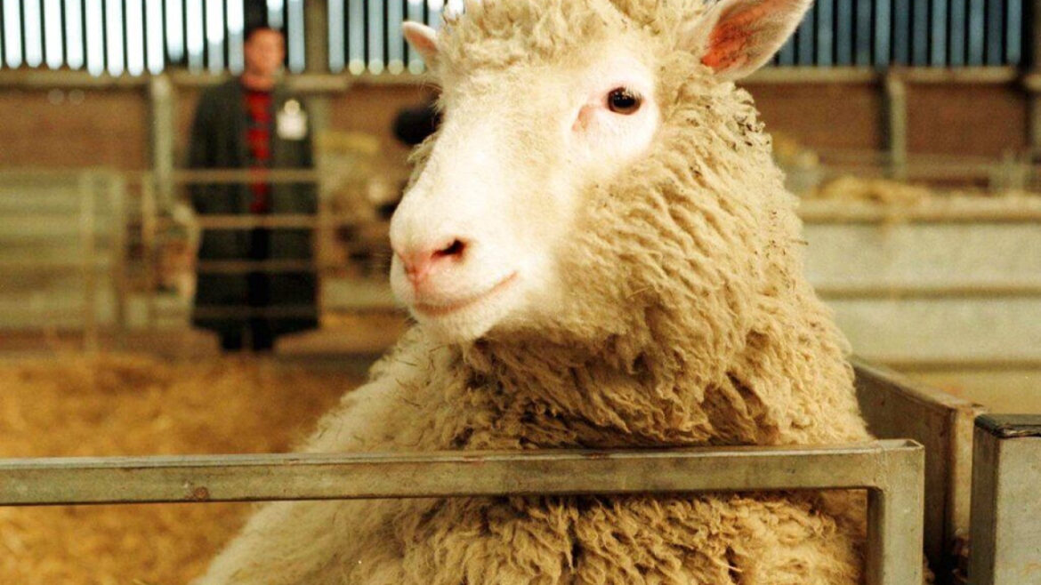 Σαν σήμερα – 1996: Γεννιέται η Ντόλι, το πρώτο κλωνοποιημένο πρόβατο