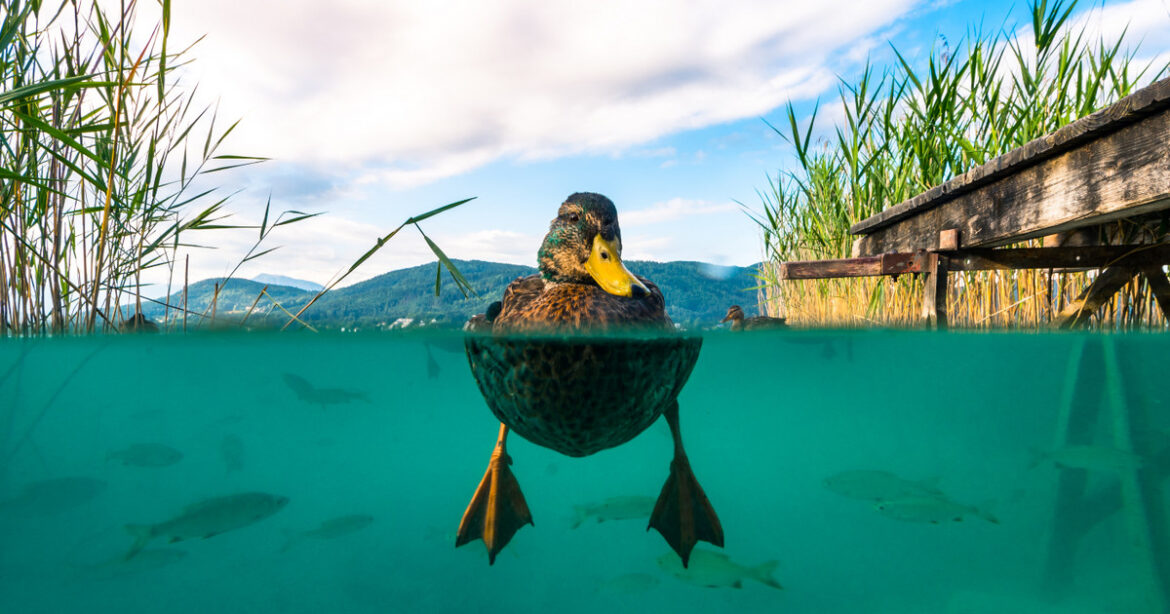 Το σύνδρομο της πάπιας: Τι είναι, τα συμπτώματα και οι τρόποι θεραπείας