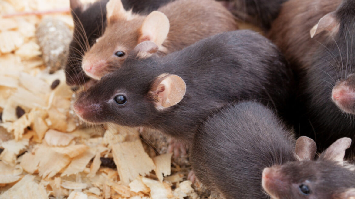 Θα μπορούσε το σπέρμα ποντικού να είναι το μέλλον της ανθρωπότητας; Τι εξετάζεται στο διάστημα