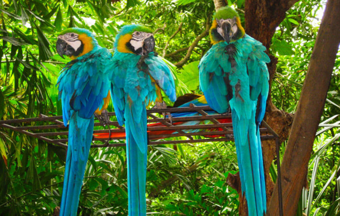 Οι παπαγάλοι και οι άνθρωποι χρησιμοποιούν παρόμοιους εγκεφαλικούς μηχανισμούς για την παραγωγή σύνθετων ήχων